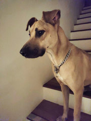 Reggie - Mixed Breed Dog