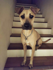 Reggie - Mixed Breed Dog