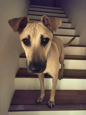 Reggie - Mixed Breed Dog