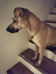 Reggie - Mixed Breed Dog