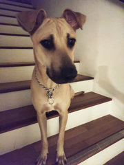 Reggie - Mixed Breed Dog