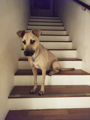 Reggie - Mixed Breed Dog