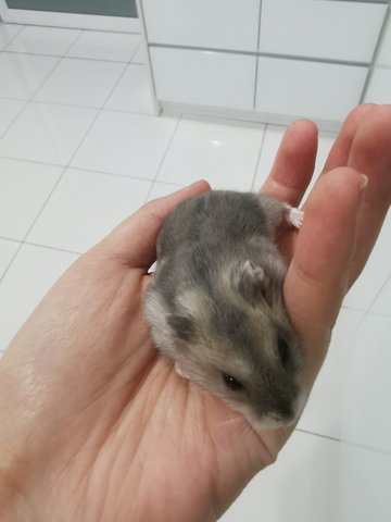 Sapphire Hamster - Short Dwarf Hamster Hamster