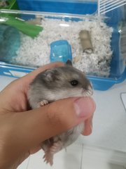 Sapphire Hamster - Short Dwarf Hamster Hamster