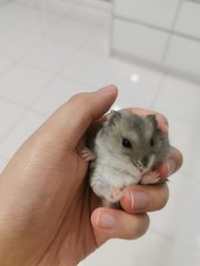 Sapphire Hamster - Short Dwarf Hamster Hamster