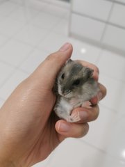 Sapphire Hamster - Short Dwarf Hamster Hamster