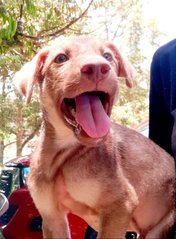 Aden - Swedish Vallhund Mix Dog