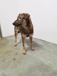 Aden - Swedish Vallhund Mix Dog