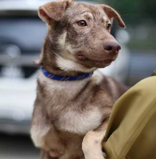 Aden - Swedish Vallhund Mix Dog