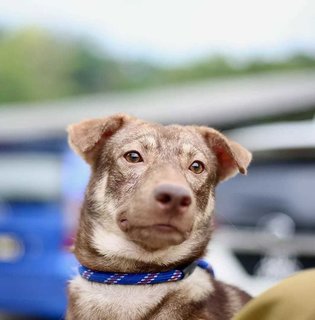 Aden - Swedish Vallhund Mix Dog