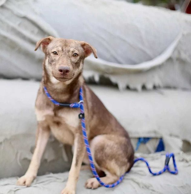 Aden - Swedish Vallhund Mix Dog