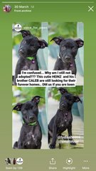 Caleb - Mixed Breed Dog