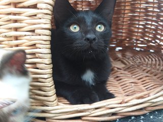 Blacky - Domestic Short Hair Cat