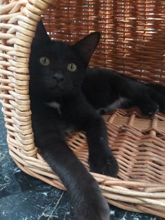 Blacky - Domestic Short Hair Cat