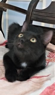 Blacky - Domestic Short Hair Cat