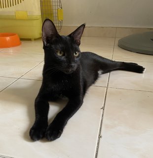 Remi - Domestic Short Hair Cat