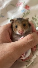 Hamster - Syrian / Golden Hamster Hamster