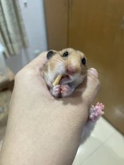 Hamster - Syrian / Golden Hamster Hamster