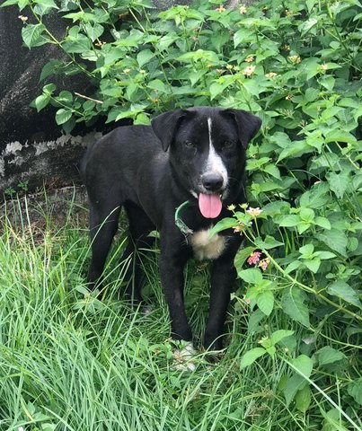 Sox - Mixed Breed Dog