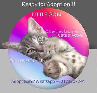 Little Gobi - Domestic Short Hair Cat