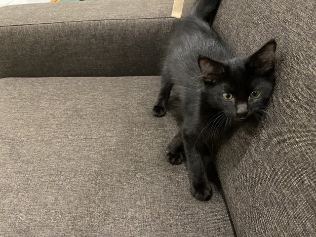 Onyx - Domestic Medium Hair Cat