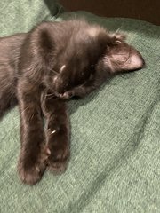 Onyx - Domestic Medium Hair Cat