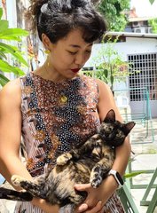 Champeng - Domestic Short Hair Cat