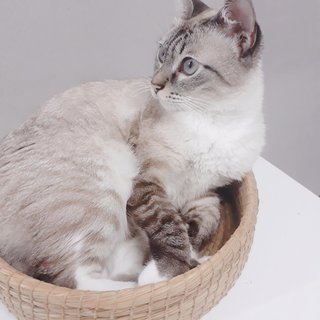 Haruka - Siamese + Tabby Cat