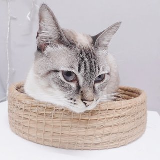 Haruka - Siamese + Tabby Cat