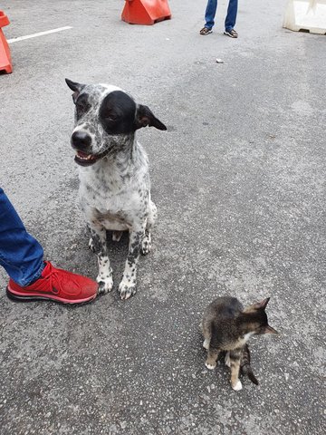 Polka Dot - Mixed Breed Dog