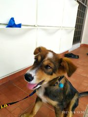 Cutie From Klang! - Mixed Breed Dog