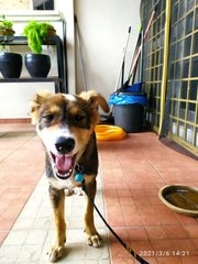 Cutie From Klang! - Mixed Breed Dog