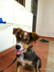 Cutie From Klang! - Mixed Breed Dog