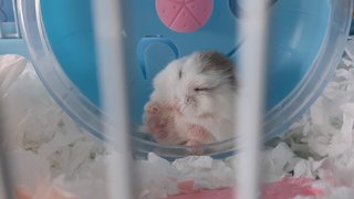 Mochi - Roborovsky's Hamster Hamster