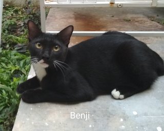 Ben Ji - Tuxedo Cat