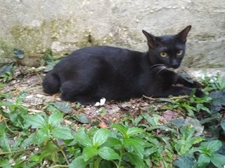 Ben Ji - Tuxedo Cat