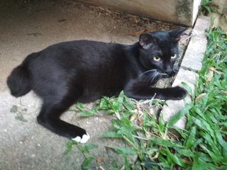 Ben Ji - Tuxedo Cat