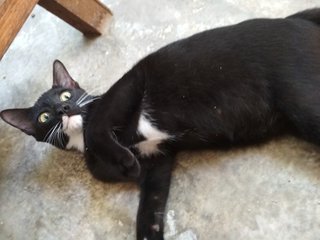 Ben Ji - Tuxedo Cat