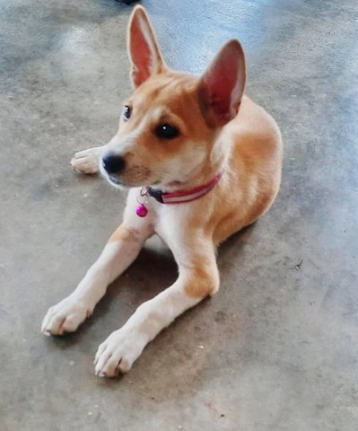 Agaleya Sivakumar - Mixed Breed Dog