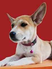 Agaleya Sivakumar - Mixed Breed Dog