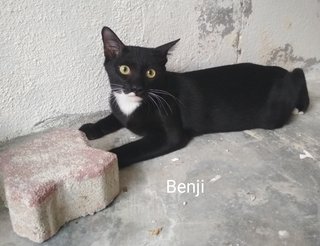 Ben - Tuxedo Cat