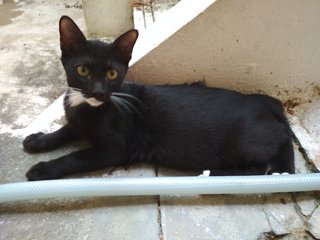 Ben - Tuxedo Cat