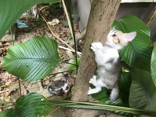 Biscuit on the tree, McMuffin on the ground