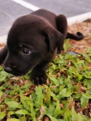 Kepong Baby Boy  - Mixed Breed Dog