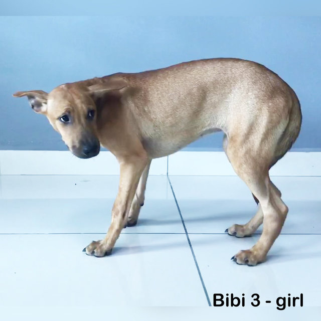 Bibi  - Mixed Breed Dog