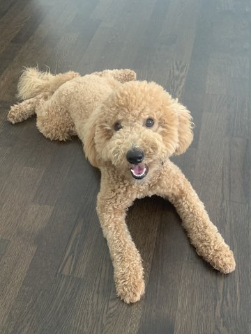 Brown - Poodle Dog