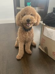 Brown - Poodle Dog