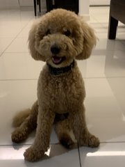 Brown - Poodle Dog