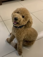 Brown - Poodle Dog