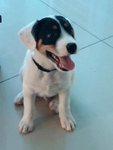 Archie (V) - Mixed Breed Dog